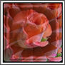 ILUSION DE PETALOS