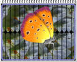 MARIPOSA 2