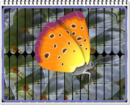 Mariposa 2