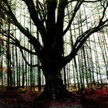 Naturaleza Tóxica thumbnail 1