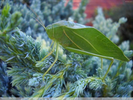 El Saltamontes
