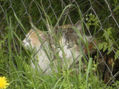 Kitty & son