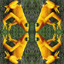 four yellow frogs