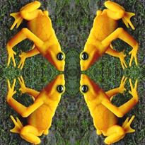 Four yellow frogs