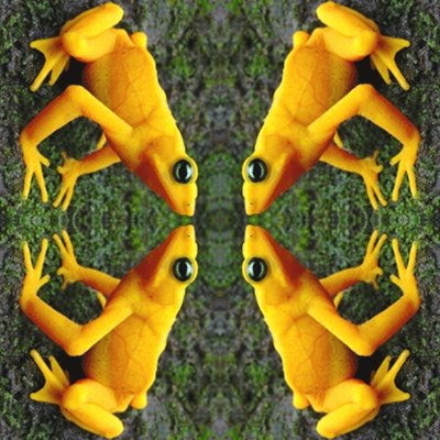 Four yellow frogs