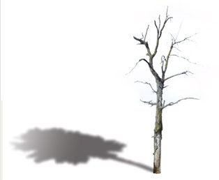 ARBRE