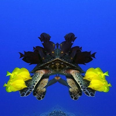 peces 37