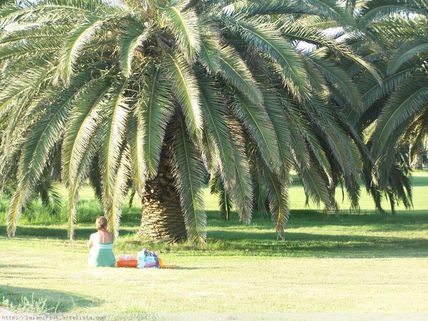 Sota la palmera
