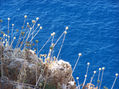 Mar blau
