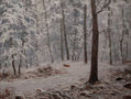 bosque nevado