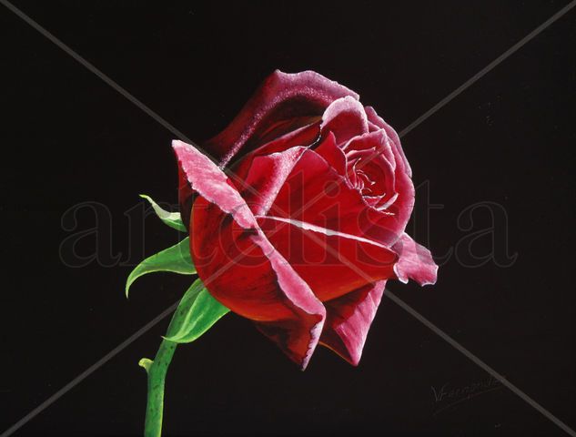 08-ROSA ROJA Oil Panel Floral Painting