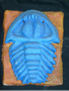 Trilobite