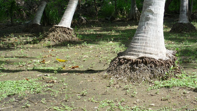Estampida (las patas de los elefantes)