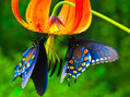 MARIPOSARIO PARQUE MEGUA