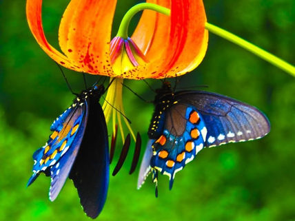 Mariposario parque...