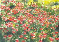 Campo de amapolas