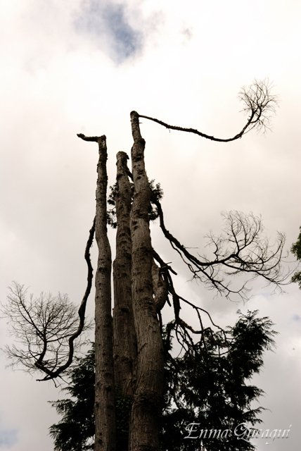 Siliuetas