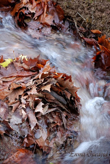 Modelar en el agua Naturaleza Color (Digital)