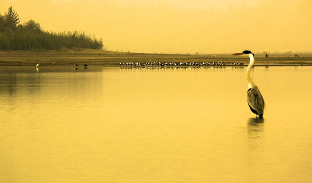 Garza en Lago Peñuelas 