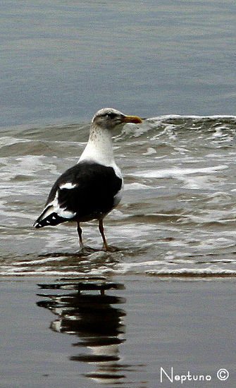 en la playa Nature Color (Digital)