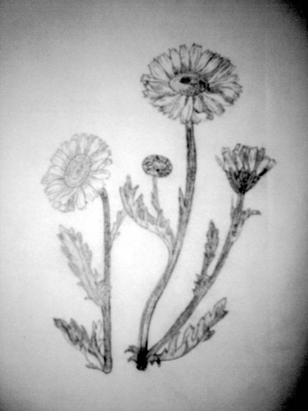 celéndulas
