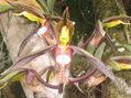 Orquidea 1