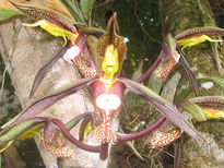 Orquidea 1