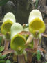 Orquidea 2