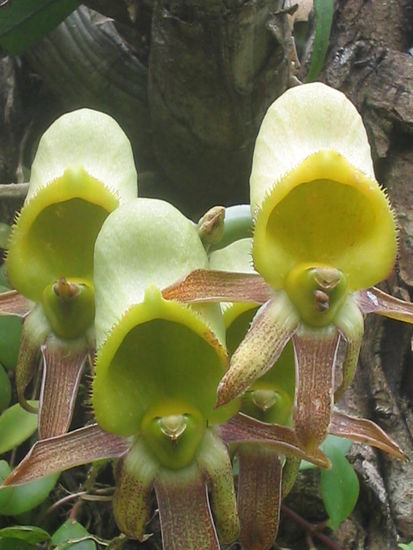 Orquidea 2 Naturaleza Color (Química)