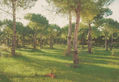 PINARES DEL PUERTO