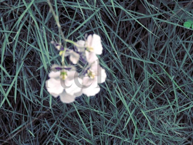 yerbas o pasto junto a las flores purpuras 