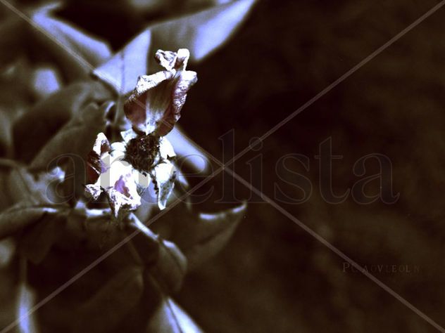 flor muerta