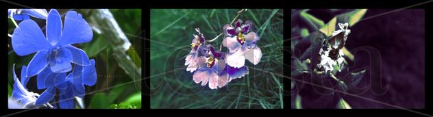 flores composición la vida la vejes y la muerte