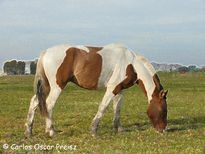 Tobiano gateado