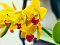 mi jardin orquideas amarillas