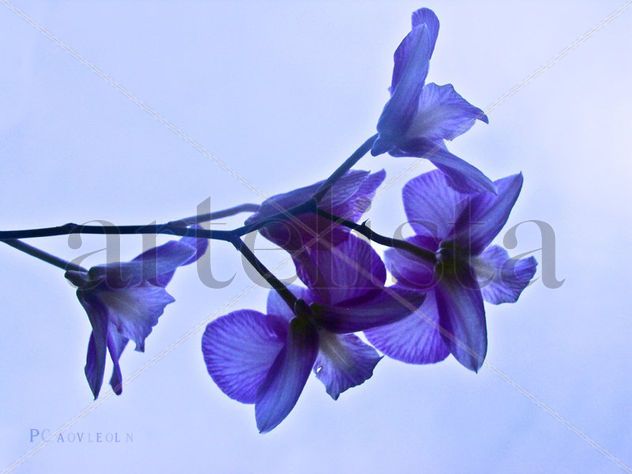 orquídeas en el cielo NO.2