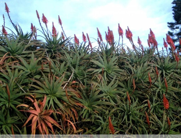 PROCESION  DE   ALOES  ,PLANTAS Y  FLORES Nature Color (Digital)