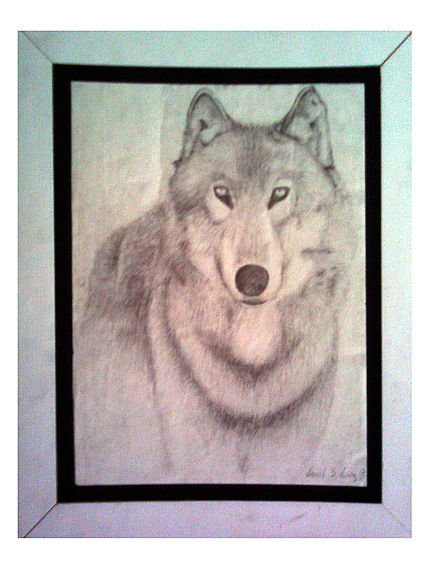 Lobo