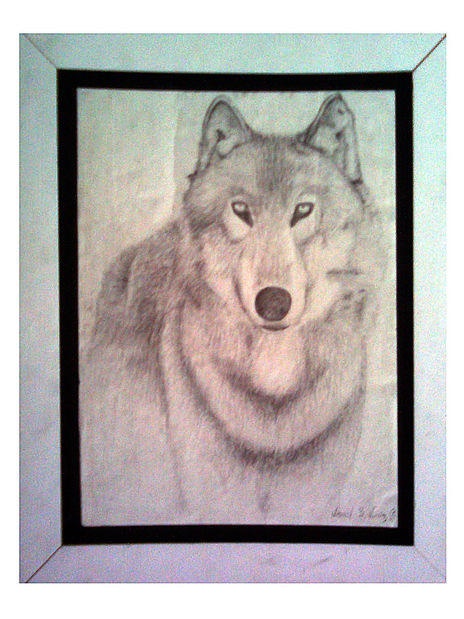 Lobo