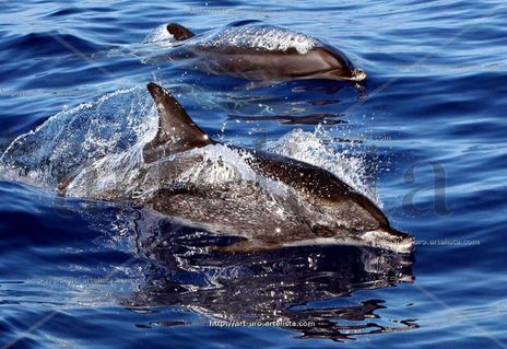 La estela del delfin