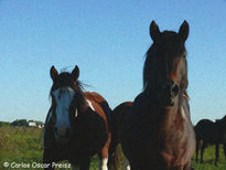 Padrillo y tobiana