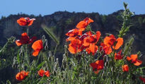 Contraluz rojo (1)