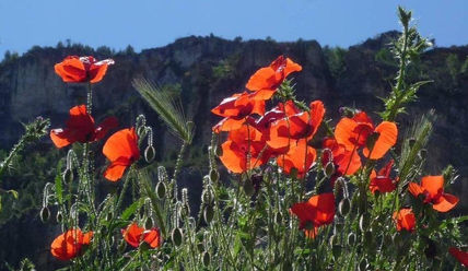 Contraluz rojo (1)