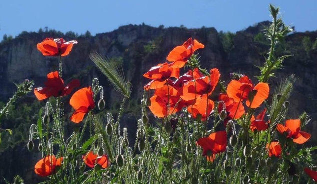 CONTRALUZ ROJO (1) 