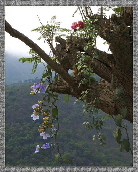 Cascada de flores 