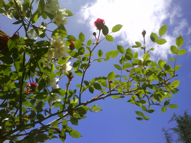 FLORES AROMA DEL ALMA (2) 