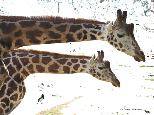 Dos jirafas: madre e hija