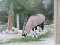 Fauna domestica..zipitoste maggic