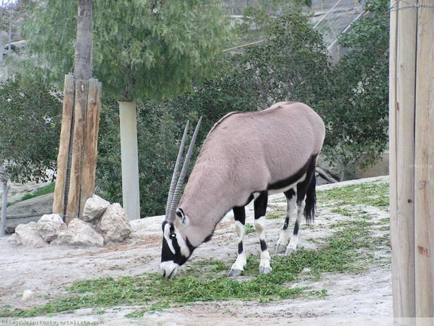 Fauna domestica..zipitoste maggic Architecture and Interiorism Black and White (Digital)