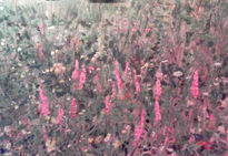 Luarca - Hierba y...